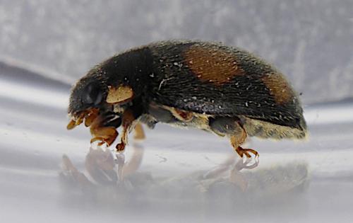 Réf. 249 896 : Platynaspis luteorubra
